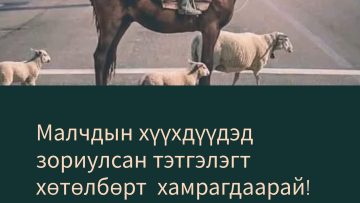 Малчдын хүүхдүүдэд зориулсан 100% тэтгэлэгт хөтөлбөр