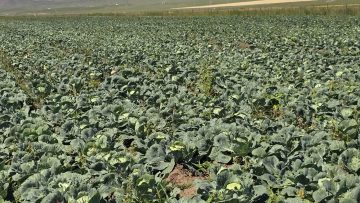 2025 оны 10 дүгээр сарын 14-ний өдрийн байдлаар ургац хураалтын ажлын явц